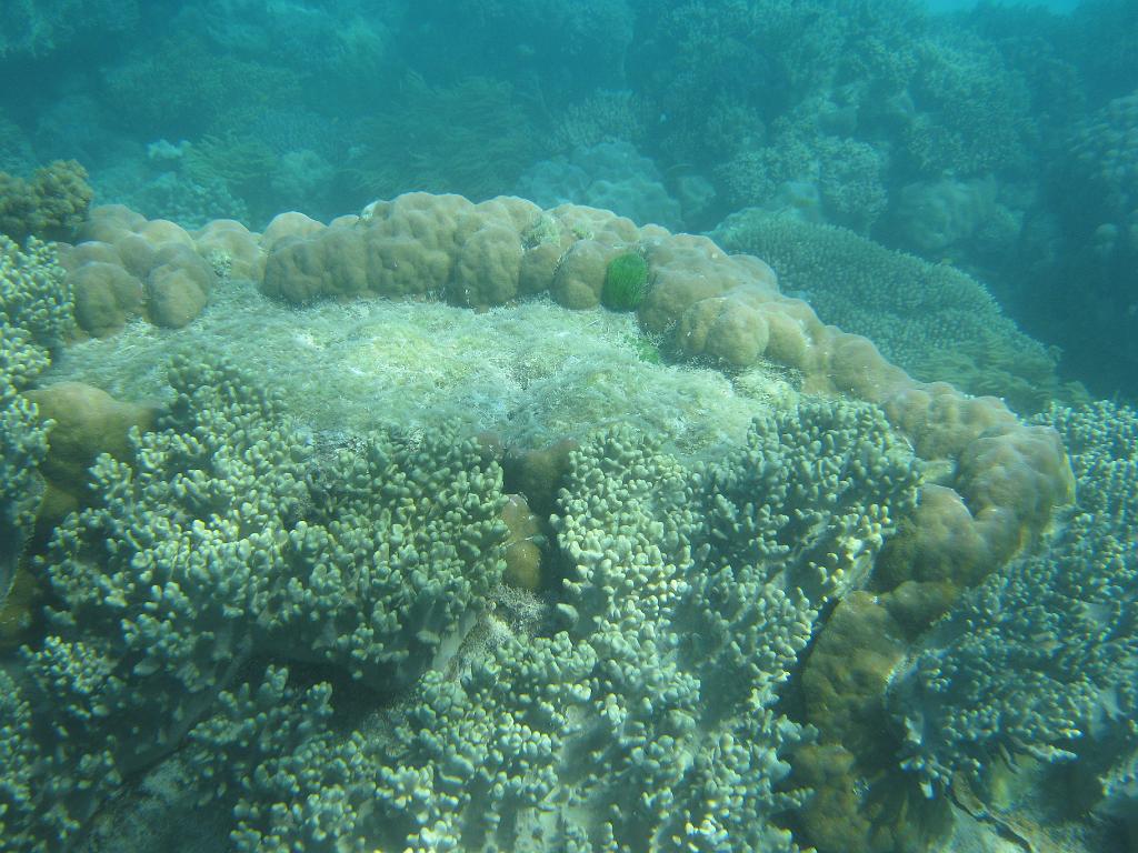 2011_Diving_the_Great_Barrier_Reef (77).JPG
